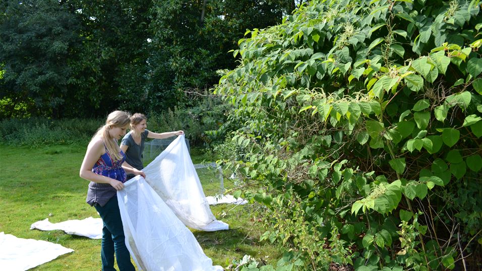 Suzy Wood and Kate Jones releasing mass reared  psyllids on JK stand August 2012